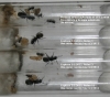 Camponotus Mus con nurses