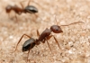 Camponotus Punctalatus
