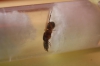reinas Camponotus alada