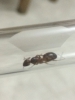 Camponotus