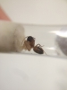 Camponotus 2