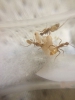 Camponotus 4
