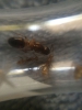 Camponotus 5