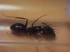 Camponotus?