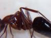 Camponotus quiz�s sylvaticus?