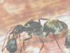 Camponotus sp(Mozambique)