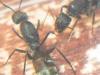 Camponotus sp(Mozambique)