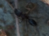 Camponotus x