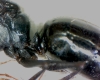 caponotusdetalle1