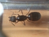 camponotus