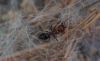 lateralis