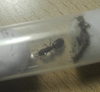 Camponotus