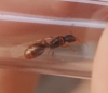 Reina no identificada