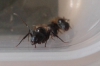 camponotus