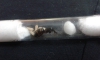 reina camponotus con pupas