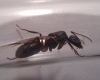 Camponotus sp.