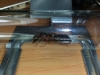 camponotus