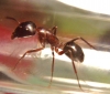 Camponotus 3