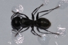 Camponotus2