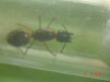 Camponotus reina