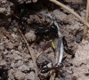 Camponotus 1