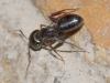 Camponotus cf. aethiops