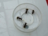 Camponotus mus