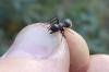 Camponotus sp. en Piornedo
