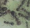 Camponotus ruber