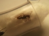 Camponotus sp.