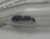 Camponotus?