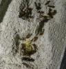 Camponotus en ytong2