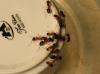 camponotus video