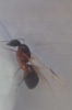 Desconocida 3