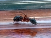Obrera mayor Camponotus