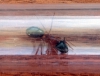Obrera mayor Camponotus