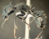 Camponotus rufoglaucus feae