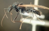 Camponotus rufoglaucus feae