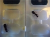 Camponotus?
