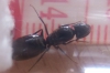 Camponotus1