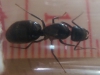 Camponotus2