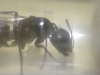 Camponotus sp. Yavanna