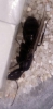 Camponotus sp