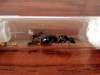 Colonia Camponotus Herculeanus