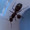 Identificación: Camponotus Barbaricus? Reina?