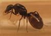Reina Camponotus SP