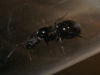 Camponotus1 Especie?