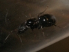 Camponotus1 ¿Especie?