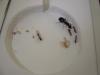 Reina camponotus con nurses y larvas (Clint)
