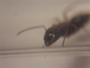 Cara Camponotus sp